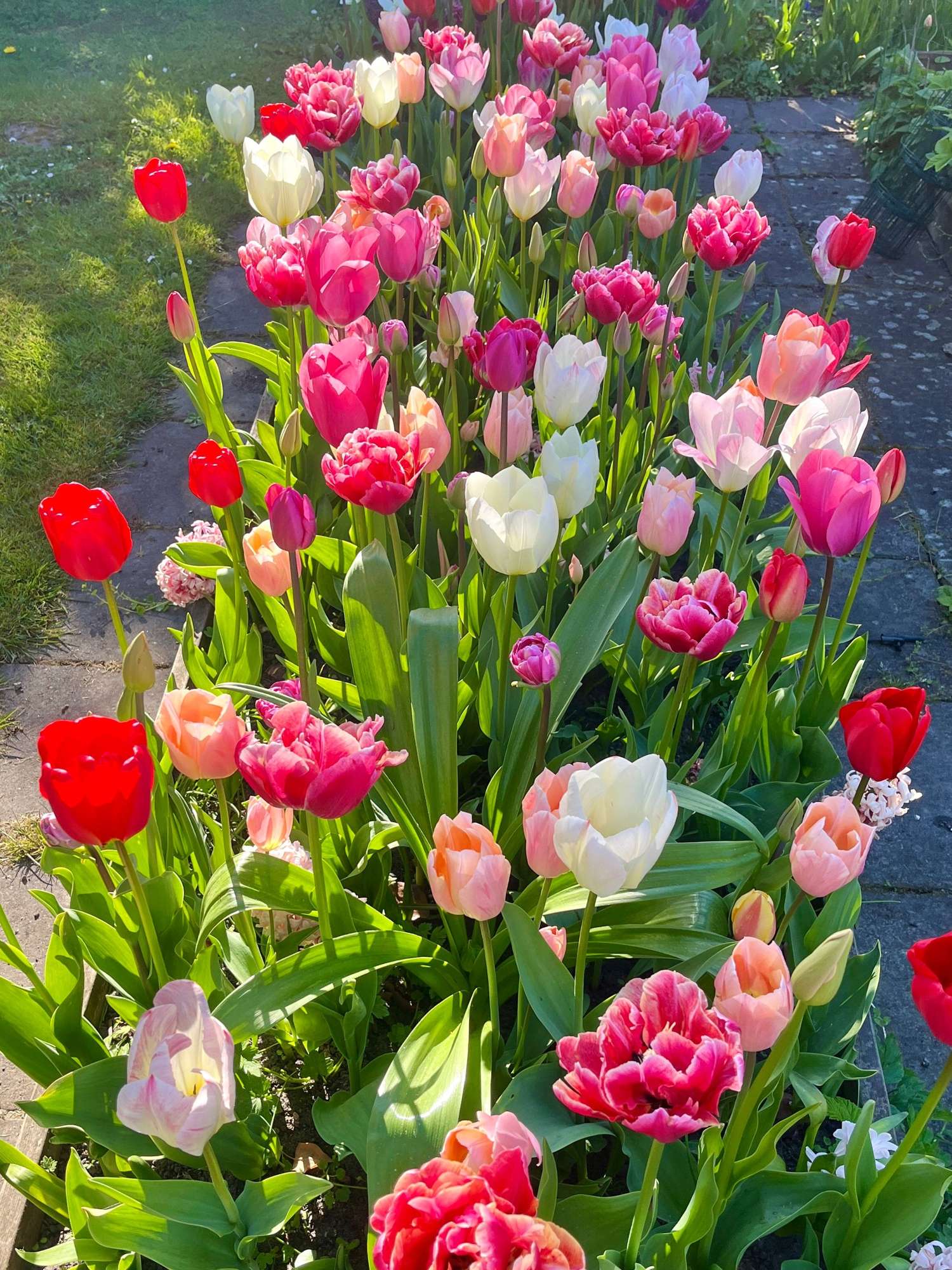 Erikoissekoitus 'Svaneke Delight'
